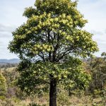 Acacia melanoxylon (Acacia negra)