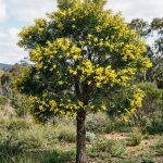 Acacia trinervis (Acacia trinervis)