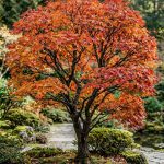 Acer palmatum (Arce japonés)