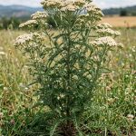 Achillea millefolium (Milenrama)