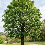 Aesculus castaño de la India (Castaño de la India)