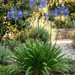 Agapanthus umbellatus (Agapanto)