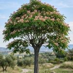 Albizzia julibrissin (Acacia de Constantinopla)