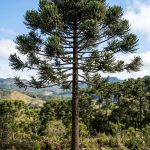 Araucaria angustifolia (Pino Paraná)