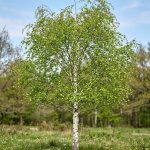 Betula alba (Abedul)