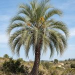 Butia yatay (Palmera yatay)