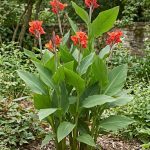 Canna indica (Achira)