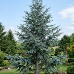 Cedrus atlantica 'Glauca' (Cedro azul)