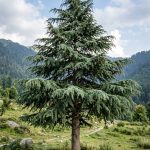Cedrus deodara (Cedro del Himalaya)