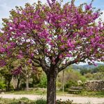 Cercis siliquastrum árbol (Árbol del amor)