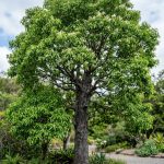 Cinnamomum camphora (Alcanfor)