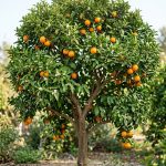 Citrus spp. (Cítricos)