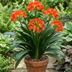 Clivia miniata (Clivia)