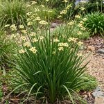 Dietes bicolor (Dietes)