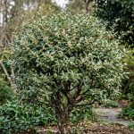 Elaeagnus ebbingei (Eleagnus)