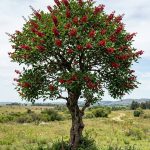 Erythrina crista-galli (Ceibo)