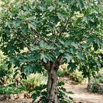 Ficus carica (Higuera)