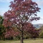 Fraxinus angustifolia 'Raywood' (Fresno rojo)