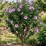 Hibiscus syriacus (Rosa de Siria)