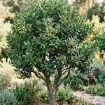 Laurus nobilis (Laurel)