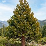 Libocedrus decurrens (Cedro de incienso)