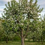 Malus domestica (Manzano)
