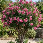 Nerium oleander (Laurel de jardín)