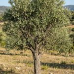 Olea europaea (Olivo)