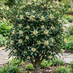 Pittosporum tobira 'Nigricans' (Pittosporum)