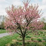 Prunus persica (Durazno)