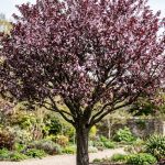 Prunus pissardii (Ciruelo de jardín)