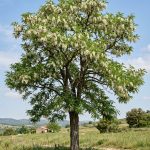 Robinia pseudoacacia (Acacia blanca)
