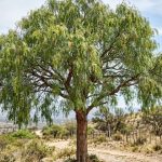 Schinus molle (Aguaribay)