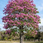 Tabebuia avellanedae (Lapacho rosado)