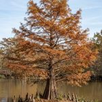 Taxodium distichum (Ciprés calvo)