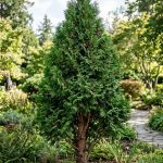 Thuja occidentalis (Tuya)