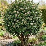 Viburnum tinus (Laurentino)