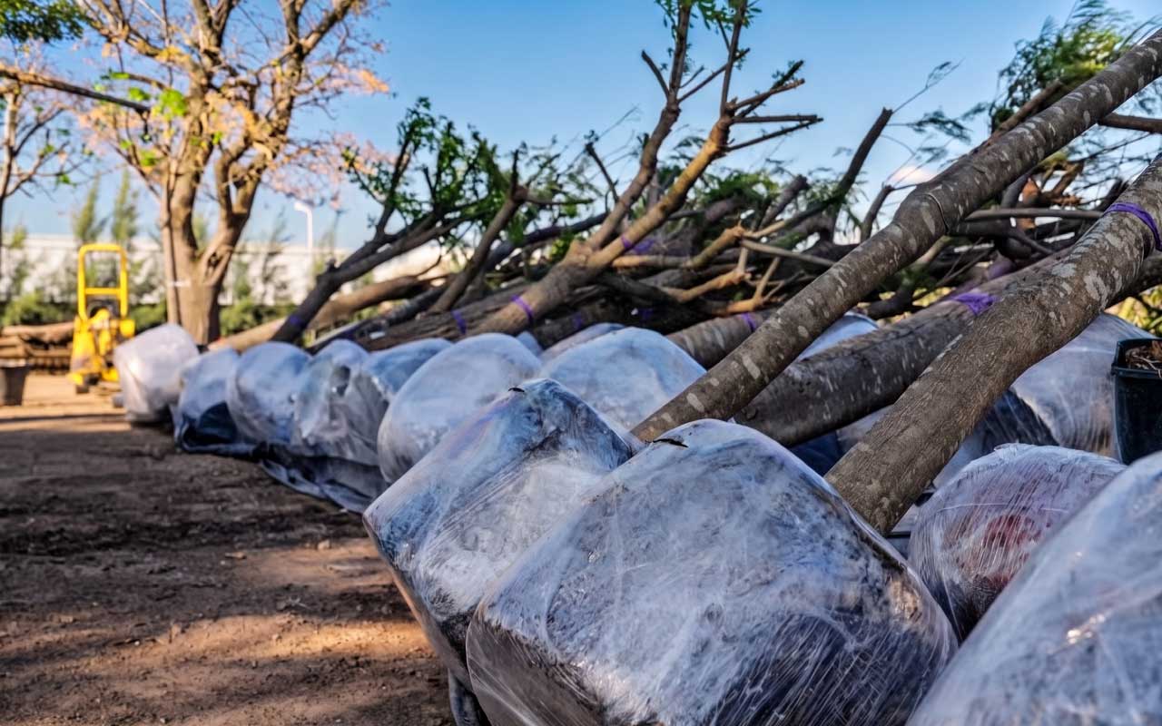 Ejemplares envasados en Vivero de Lobos listos para ser exportados.