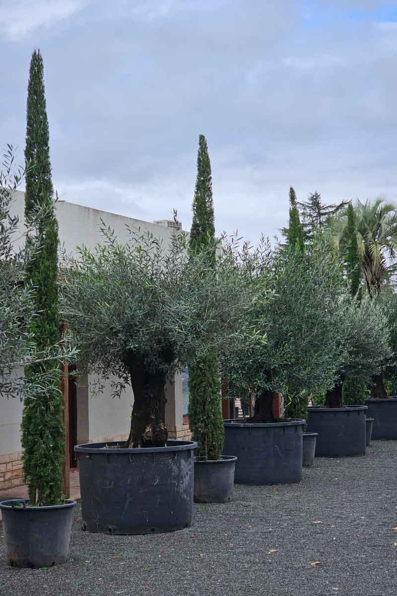 Vivero-de-Lobos-—-Home-22