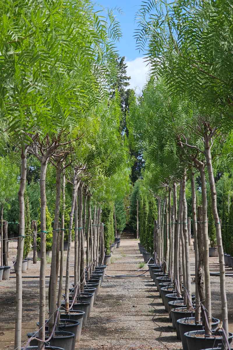 Vivero-de-Lobos-—-Home-23