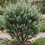 Westringia fruticosa (Westringia)
