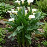 Zantedeschia aethiopica (Cala)